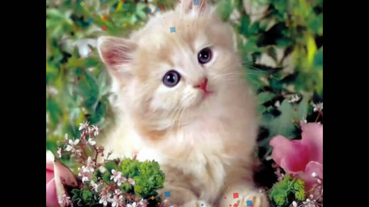 صور قطط جميلة , اجمل قطط صغيرة - صداقة الأصدقاء
