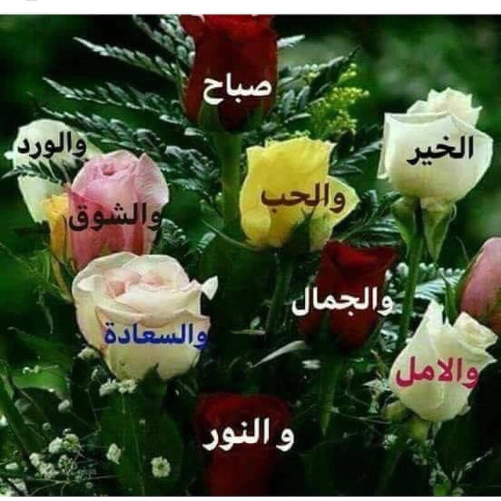 شعر عن الصباح 271 11