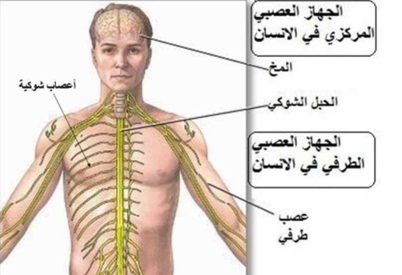 صور جسم الانسان - الجسم البشري في صور 1771 7