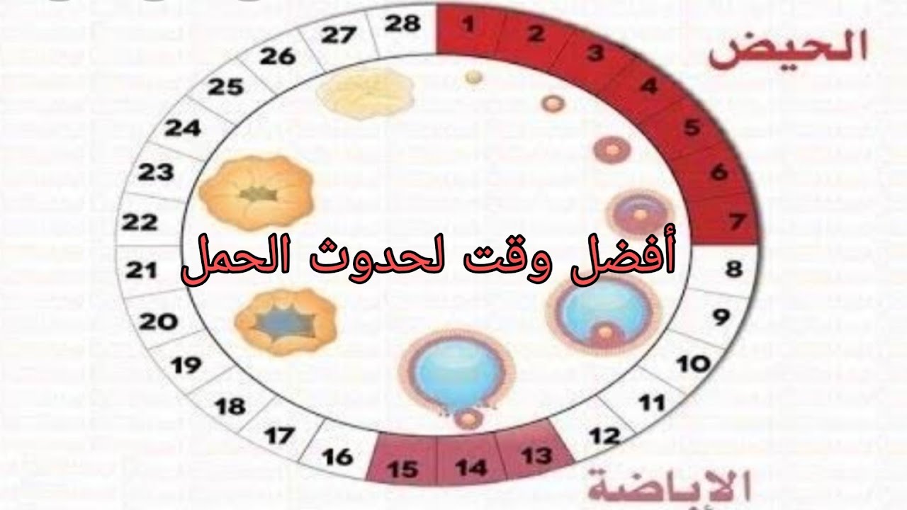 فترة التبويض والحمل 7398 3