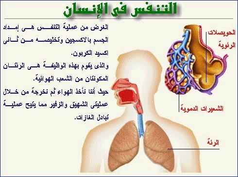 صور جسم الانسان - الجسم البشري في صور 1771 8