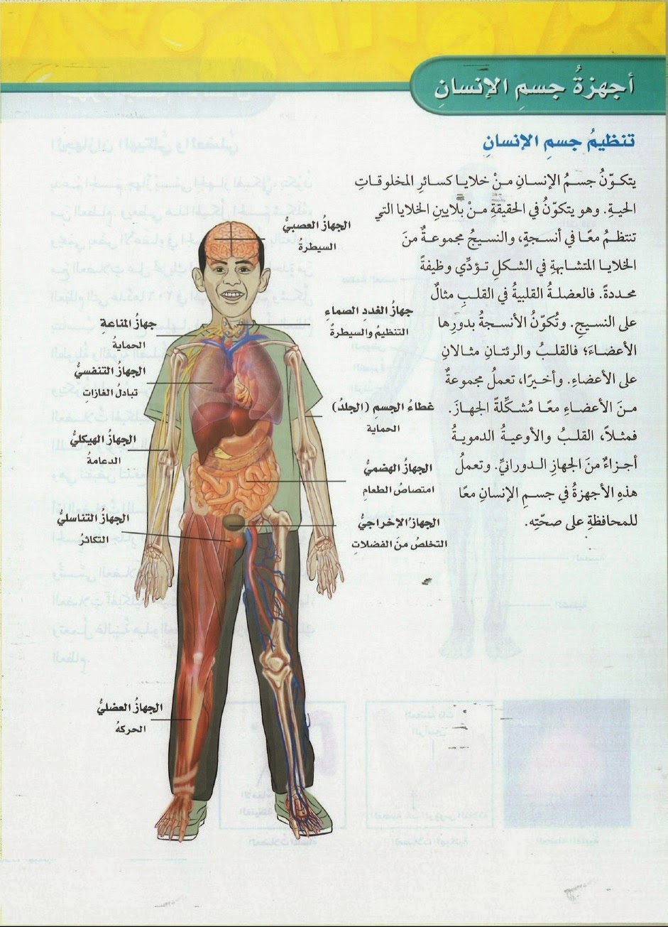 صور جسم الانسان - الجسم البشري في صور 1771 3