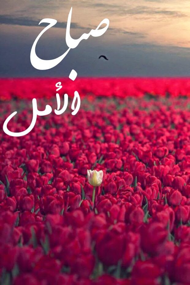 شعر صباح الخير - اروع اشعار الصباح 3639 5