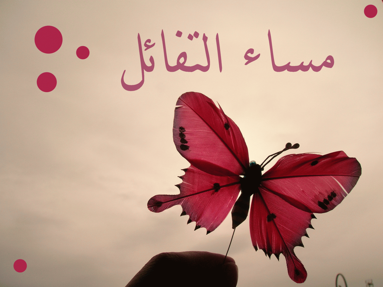 مساء العسل- مساء الهنا 246