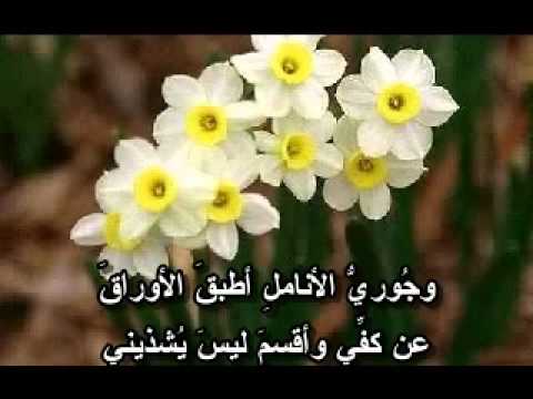 شعر عن الورد - اجمل كلمات عن الورود 918 9