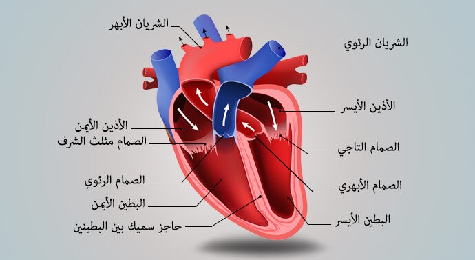 رسم تخطيطي للقلب 8197