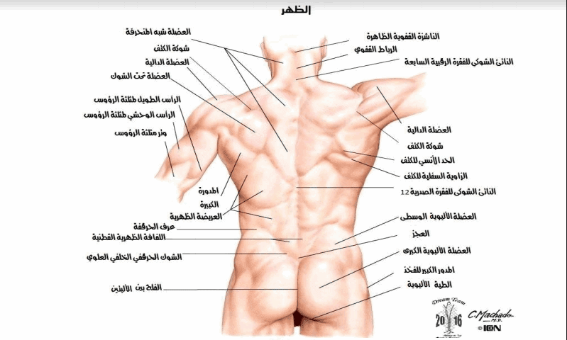 صور جسم الانسان , الجسم البشري في صور