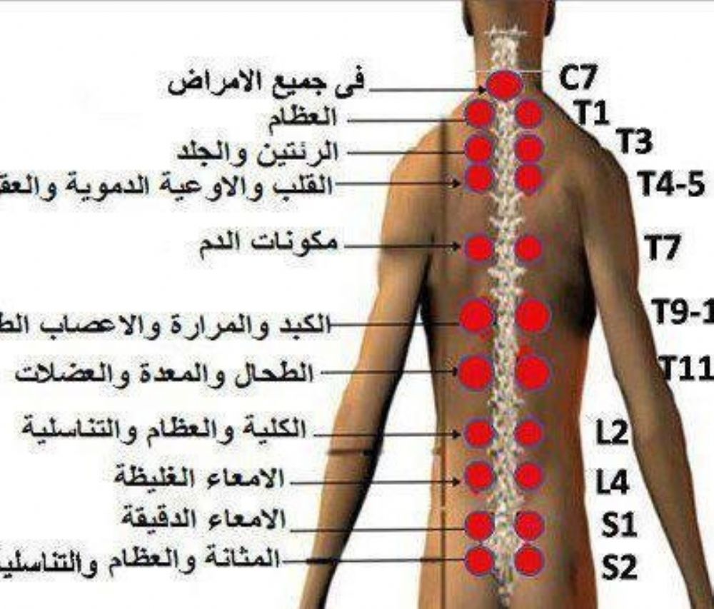 صور جسم الانسان - الجسم البشري في صور 1771 5