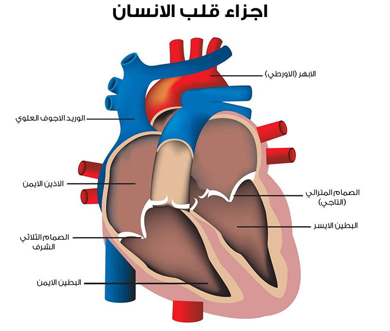 علاج مرض القلب - كيفية علاج امراض القلب 1656 3