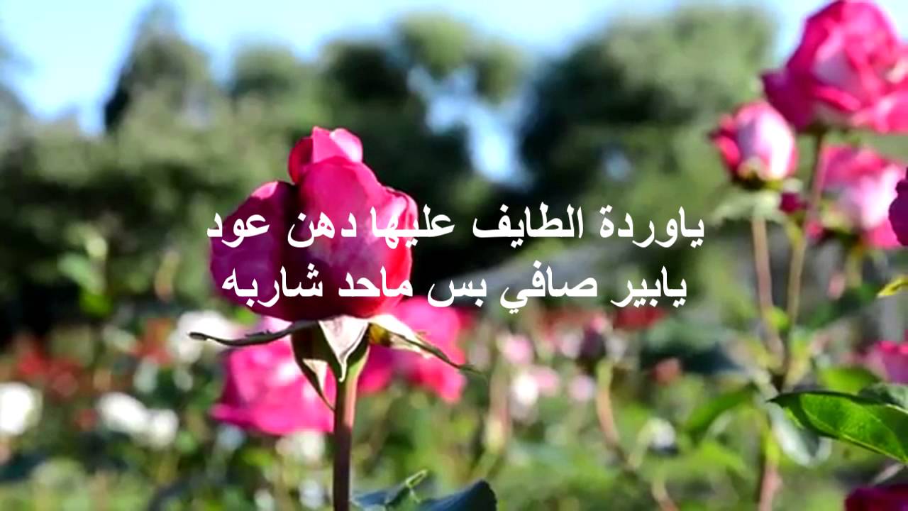 شعر عن الورد - اجمل كلمات عن الورود 918 12