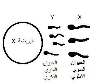 طريقة الحمل بولد- كيفية الحمل بولد 7768