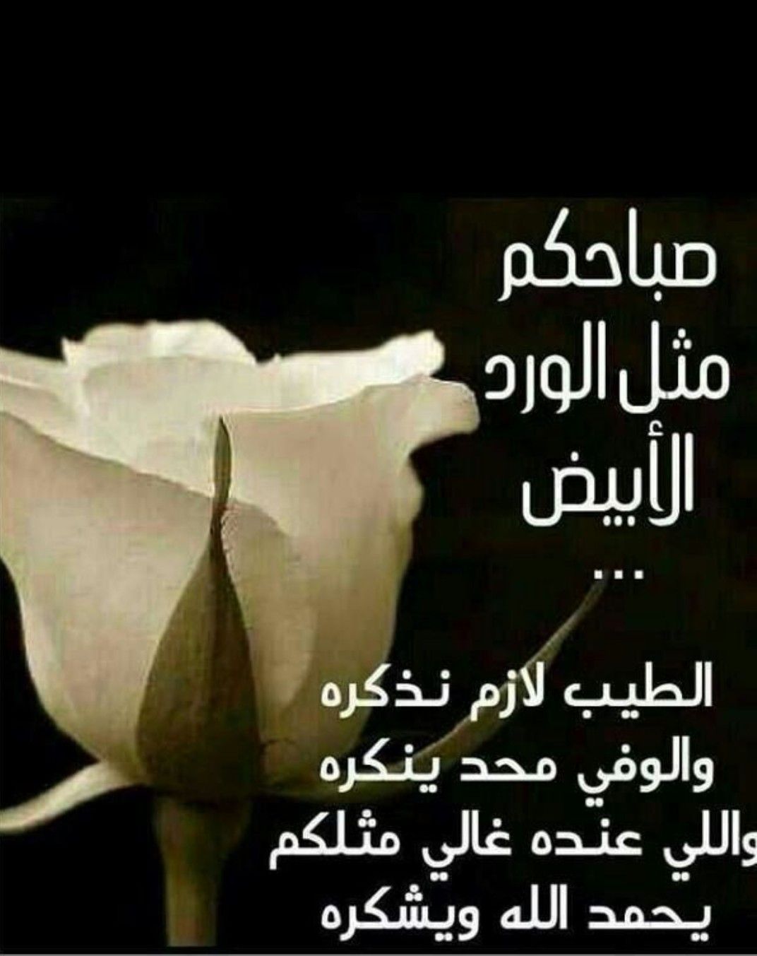 شعر عن الصباح 271 13