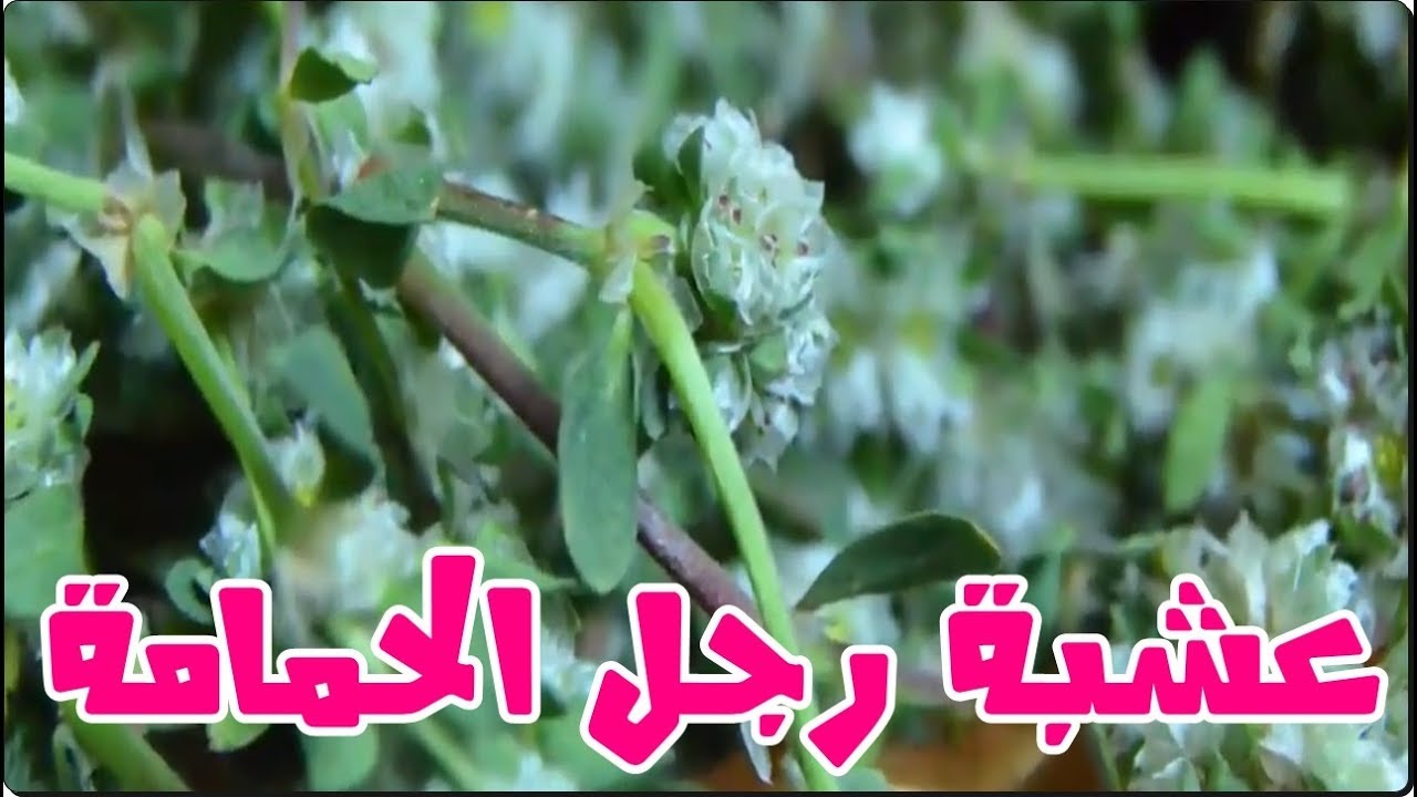 رجل الحمام عشبة