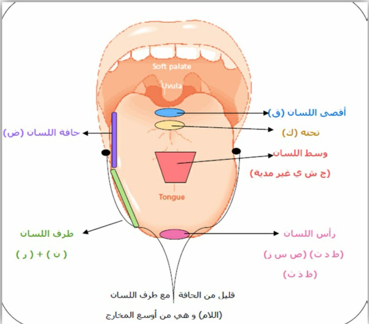 ما يجهله معظم الناس عن الكلام - رسم توضيحي لمخارج الحروف 8293 1