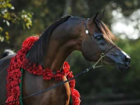 خيول عربية - اجمل الخيول العربية 685 2