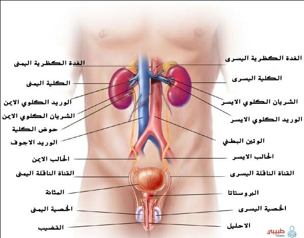 رسم الجهاز البولي