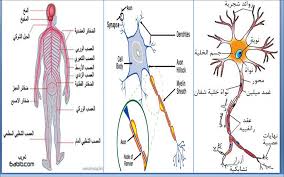 درس الجهاز العصبي - اهم المعلومات التى عليك معرفتها عن الجهاز العصبى 8079 1