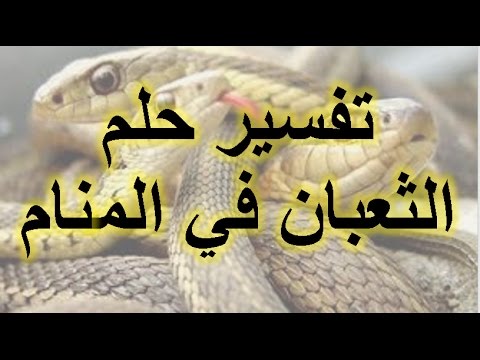 رؤية الثعبان في المنام وقتله - قتل الحية فى المنام 3023 1