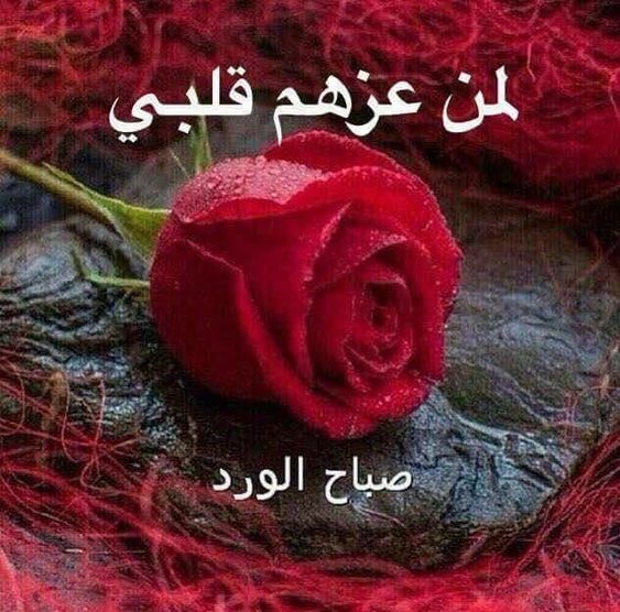 صور صباحية متحركة - اجمل الصور المتحركة للصباح 8448