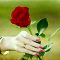 3490 12 باقات زهور - اجمل الورود التى يمكن ان تراها عشقي مصر