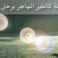 3429 2 حكمه عن الصديق - اجمل ما قال الامام على عن الصداقة ساحرة جدة