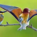 1716 15 اجمل الطيور في العالم - صور طيور جميلة جدا عراقية العيون
