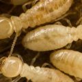 12000 1 انواع النمل الابيض - ماذا تعرف عن النوعيه البيضاء من النمل سجى